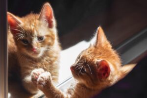 Cute ginger kitten plays with reflection